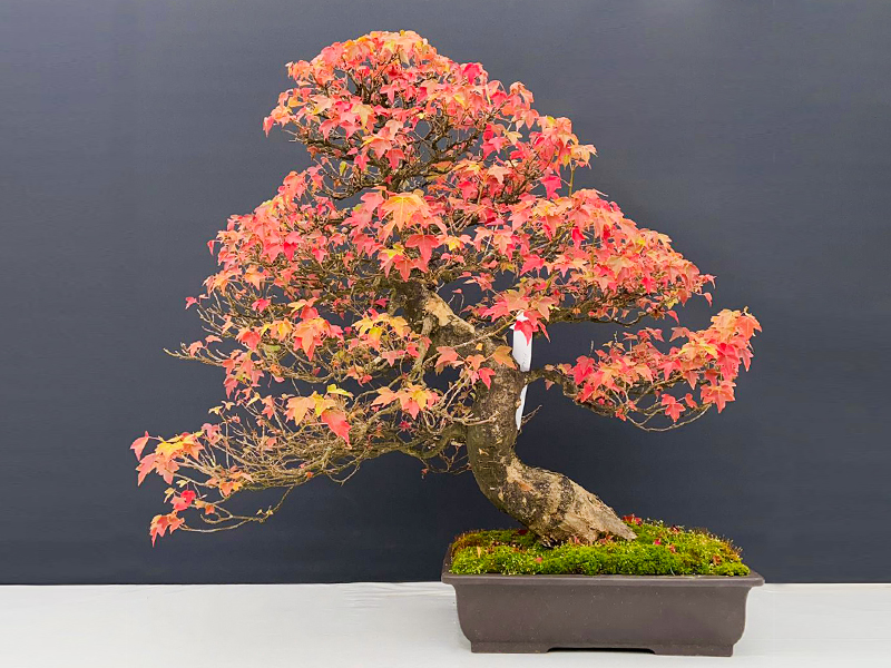 Trident Maple (Acer buergerianum)