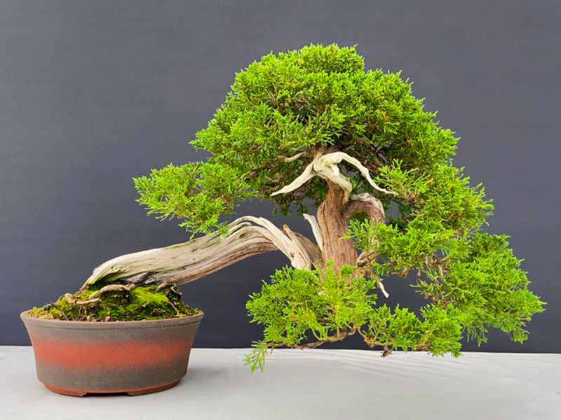 Chinese Juniper (Juniperus chinensis 'itoigawa')