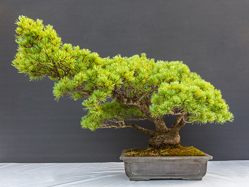 Japanese White Pine (Pinus Parviflora)