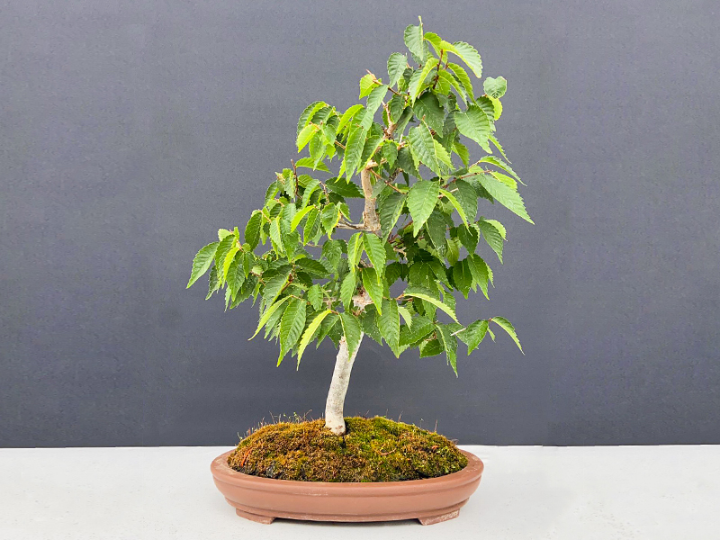 Japanese Grey-bark Elm (Zelkova serrata)