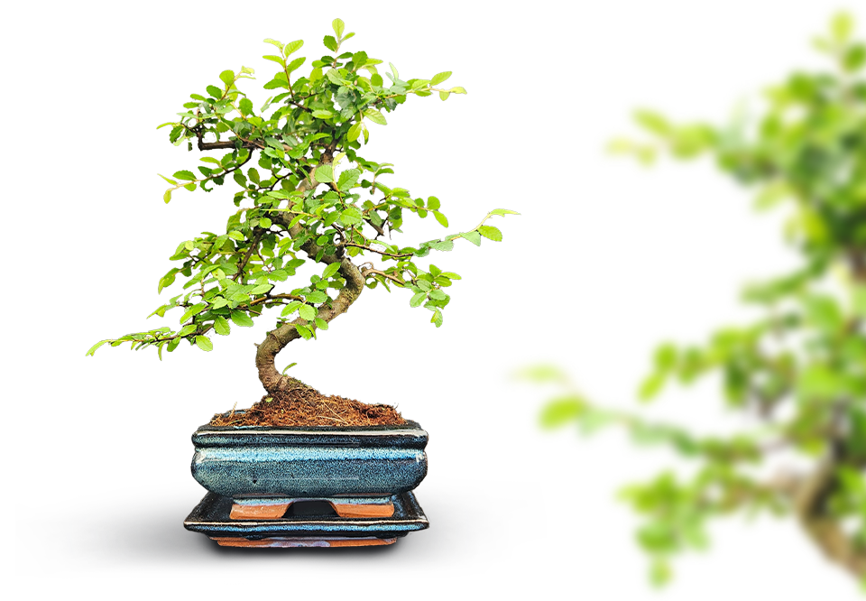 Indoor Bonsai - Chinese Elm (Ulmus)