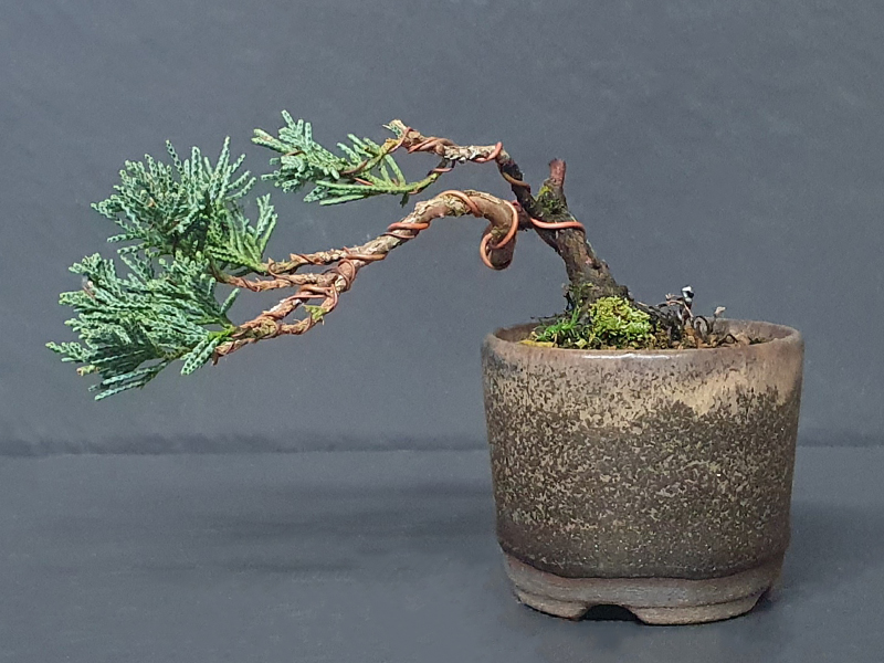 Chinese Juniper (Juniperus chinensis 'itoigawa') Chinese Juniper (Juniperus chinensis 'itoigawa')