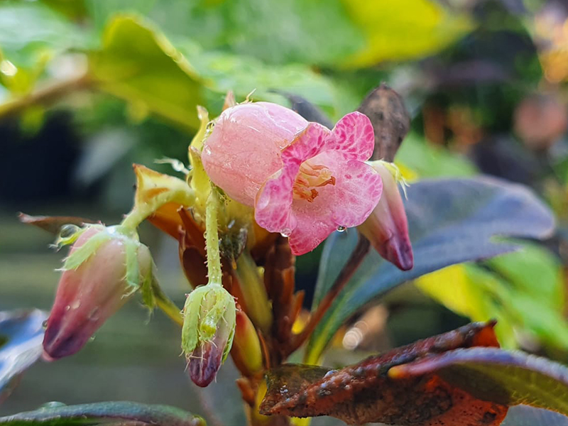 Interesting of Fragrant Flowers