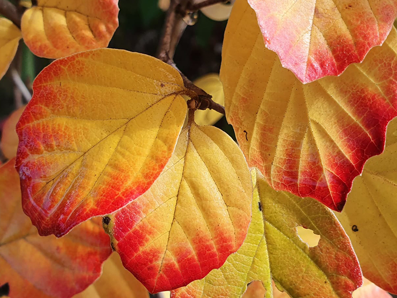 Fantastic Foliage