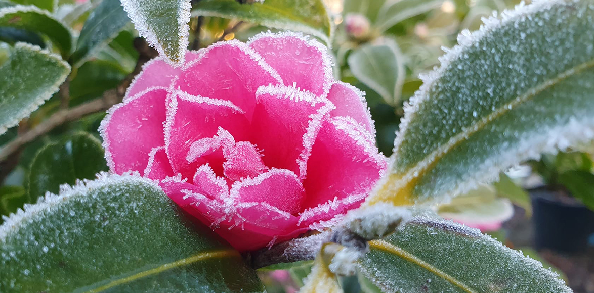 Camellia (Camellia hiemlis) flowers throughout the winter months (January 2023)