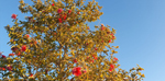 Camellia (Camellia hiemlis) flowers throughout the winter months (January 2023)