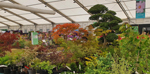 Japanese Holly (Ilex crenata) centre stage in our display at RHS Hampton Court in 2022