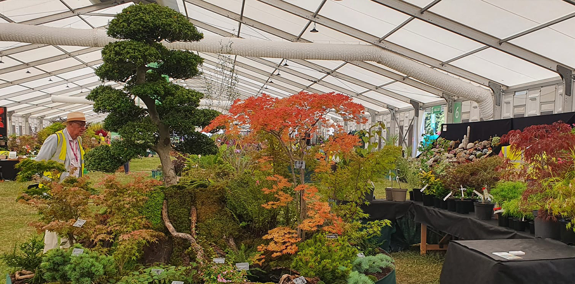 Japanese Holly (Ilex crenata) centre stage in our display at RHS Hampton Court in 2022