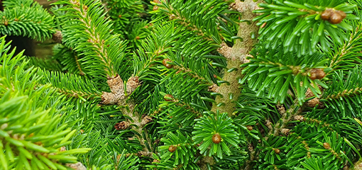 Abies
