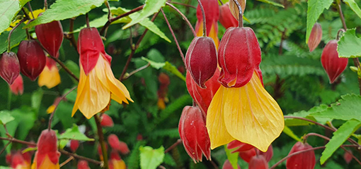 Abutilon