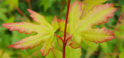 Acer Acer
