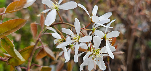 Amelanchier