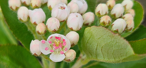 Aronia