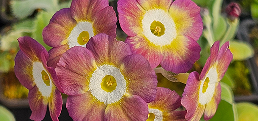 Auricula