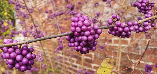 Callicarpa
