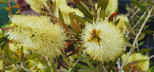 Callistemon