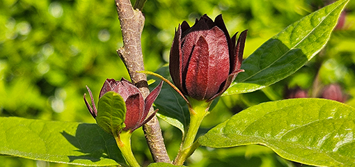 Calycanthus