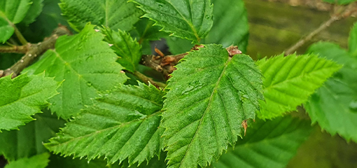 Carpinus