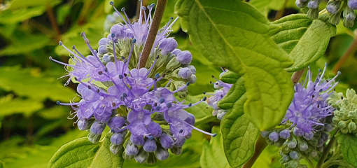 Caryopteris