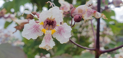 Catalpa