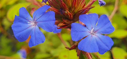 Ceratostigma