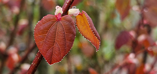 Cercidiphyllum