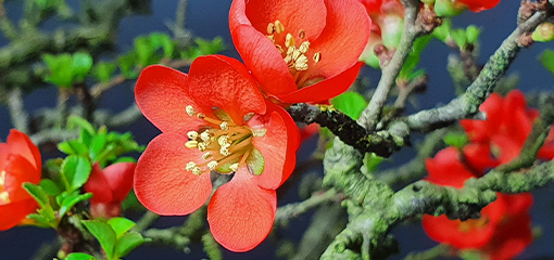Chaenomeles