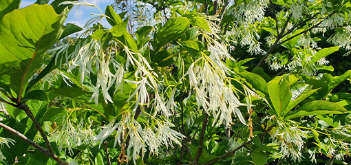 Chionanthus