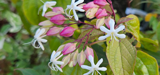 Clerodendrum