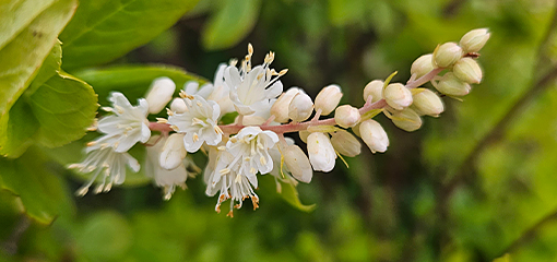 Clethra