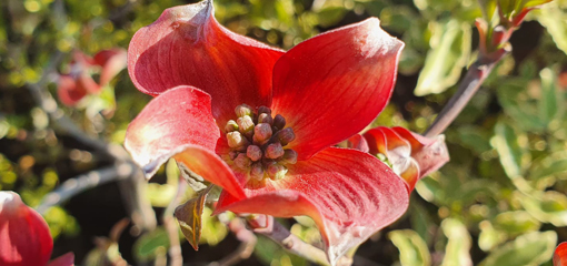 Cornus