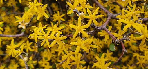 Corokia