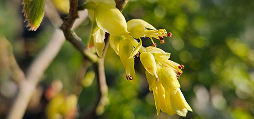 Corylopsis