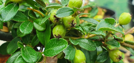 Cotoneaster