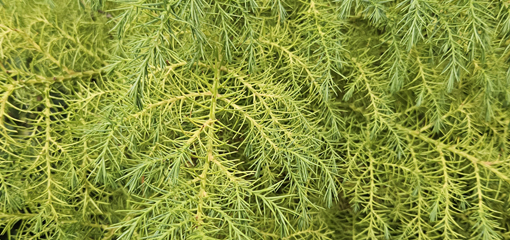 Cryptomeria