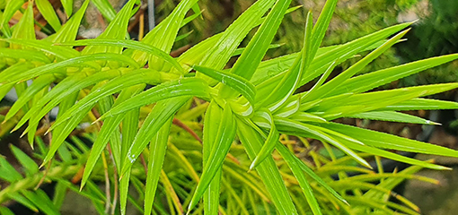 Cunninghamia
