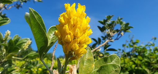 Cytisus