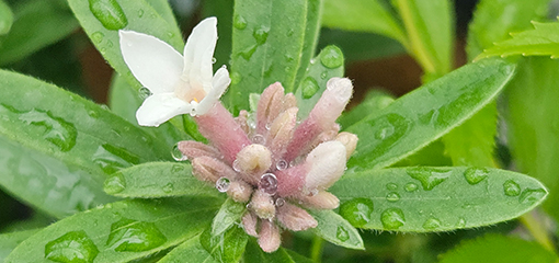 Daphne