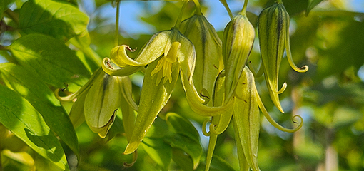 Decaisnea