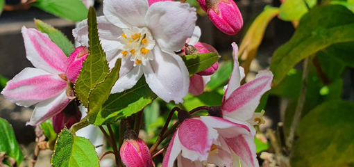 Deutzia