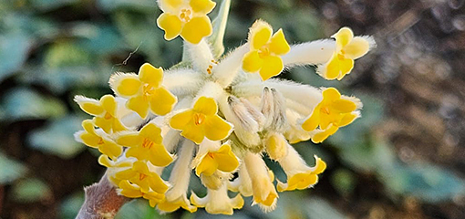 Edgworthia