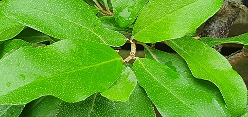 Elaeagnus