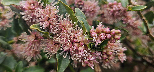 Ercilla
