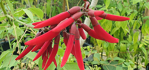 Erythrina