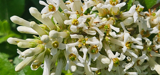 Escallonia Escallonia