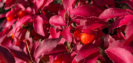 Euonymus