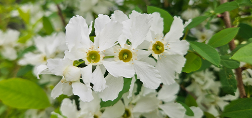Exochorda