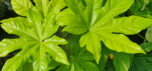 Fatsia