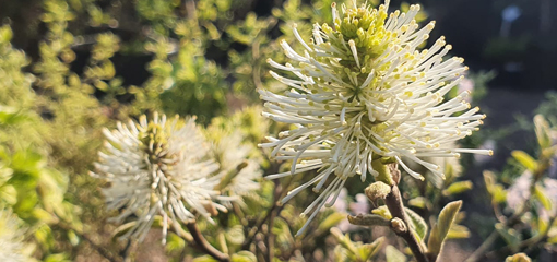 Fothergilla