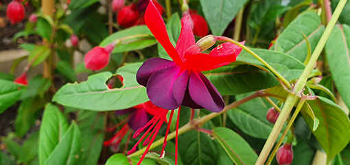 Fuchsia